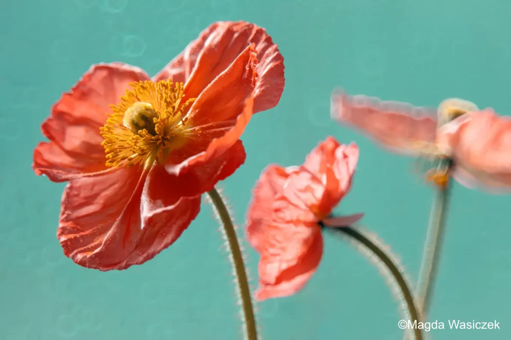 NiSi 250mm f/5.6 Reflex Lens Manual Focus (Z Mount) NiSi Optics USA